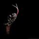 The species Dipsas klebbai is the only one of the newly described not currently threatened with extinction